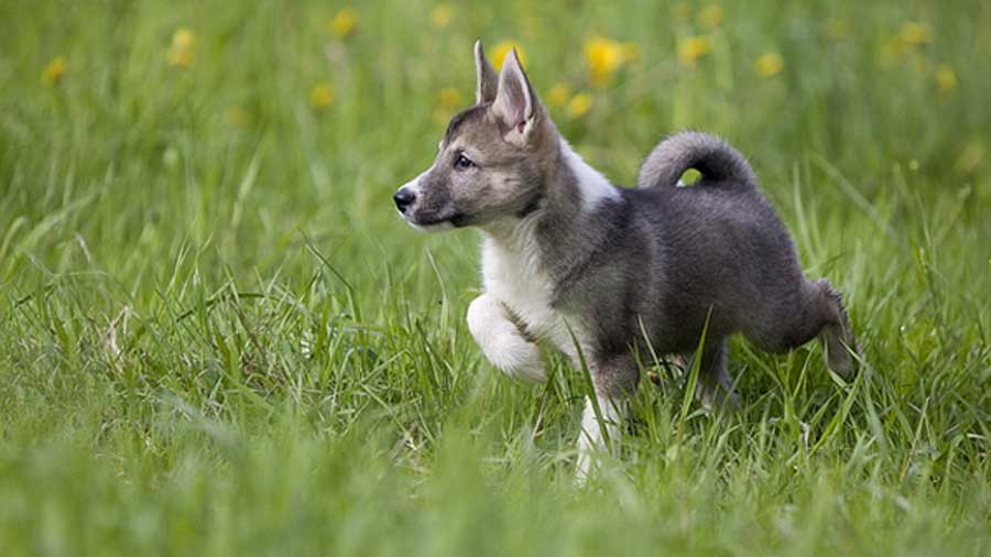 How to Take Care of a West Siberian Laika