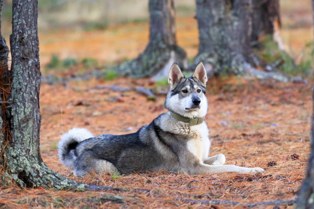 How to Take Care of a West Siberian Laika