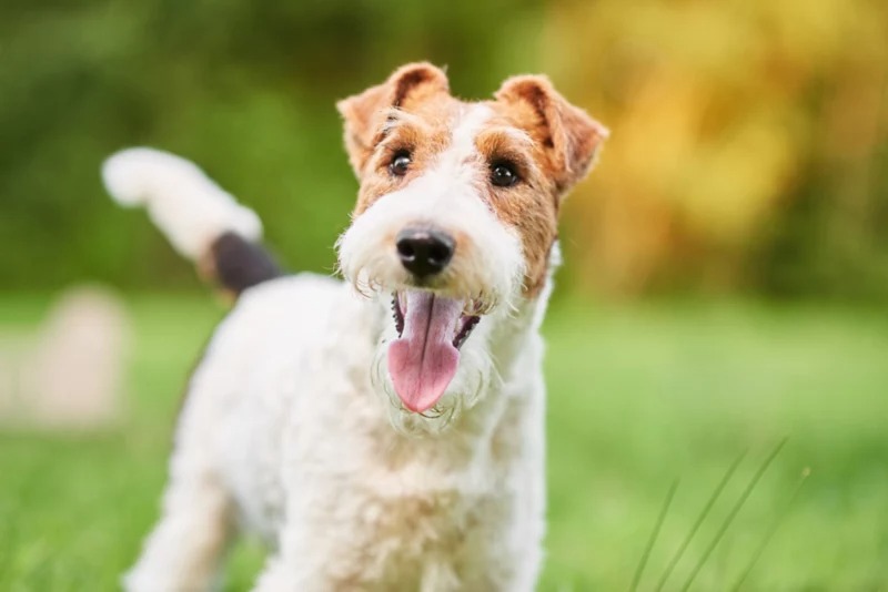 How to Take Care of a Wire Fox Terrier