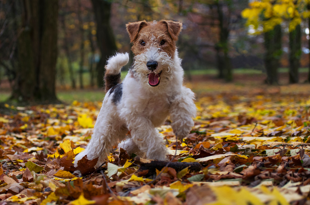 How to Take Care of a Wire Fox Terrier