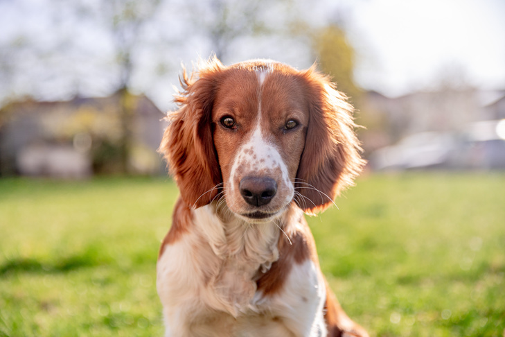 How to Take Care of an Welsh Springer Spaniel