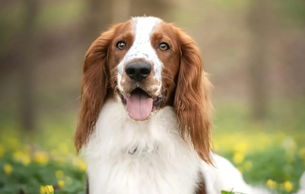 How to Take Care of an Welsh Springer Spaniel