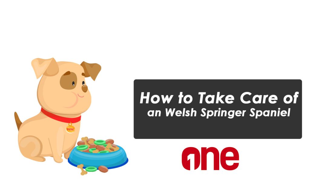 How to Take Care of an Welsh Springer Spaniel