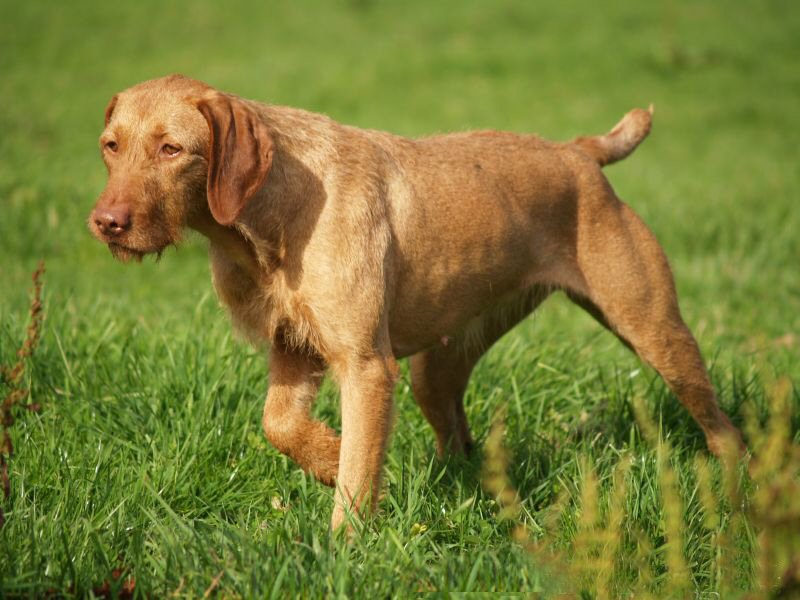 How to Take Care of an Wirehaired Vizsla