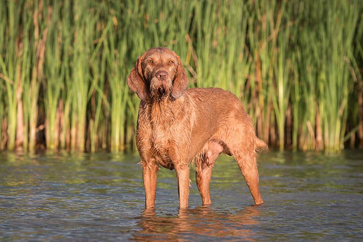 How to Take Care of an Wirehaired Vizsla