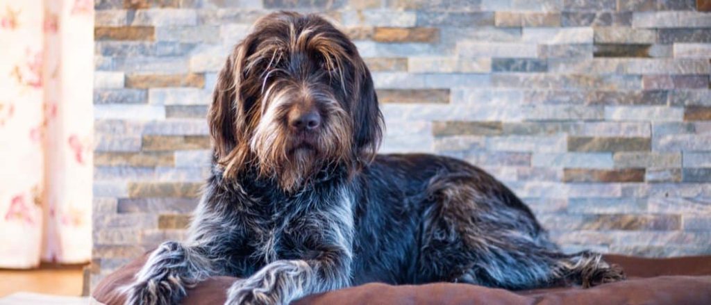 How to Take Care of a Wirehaired Pointing Griffon
