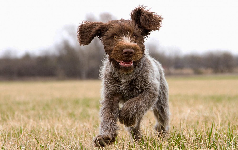 How to Take Care of a Wirehaired Pointing Griffon