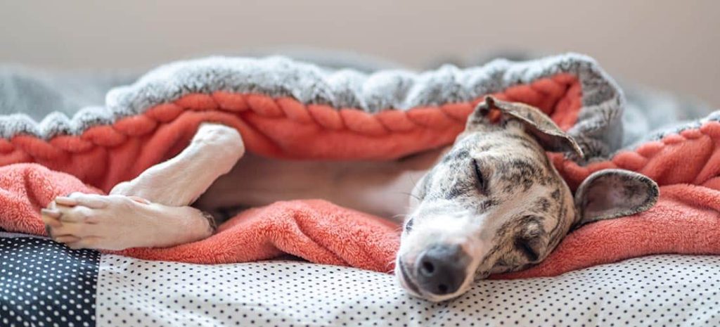 How to Take Care of a Whippet