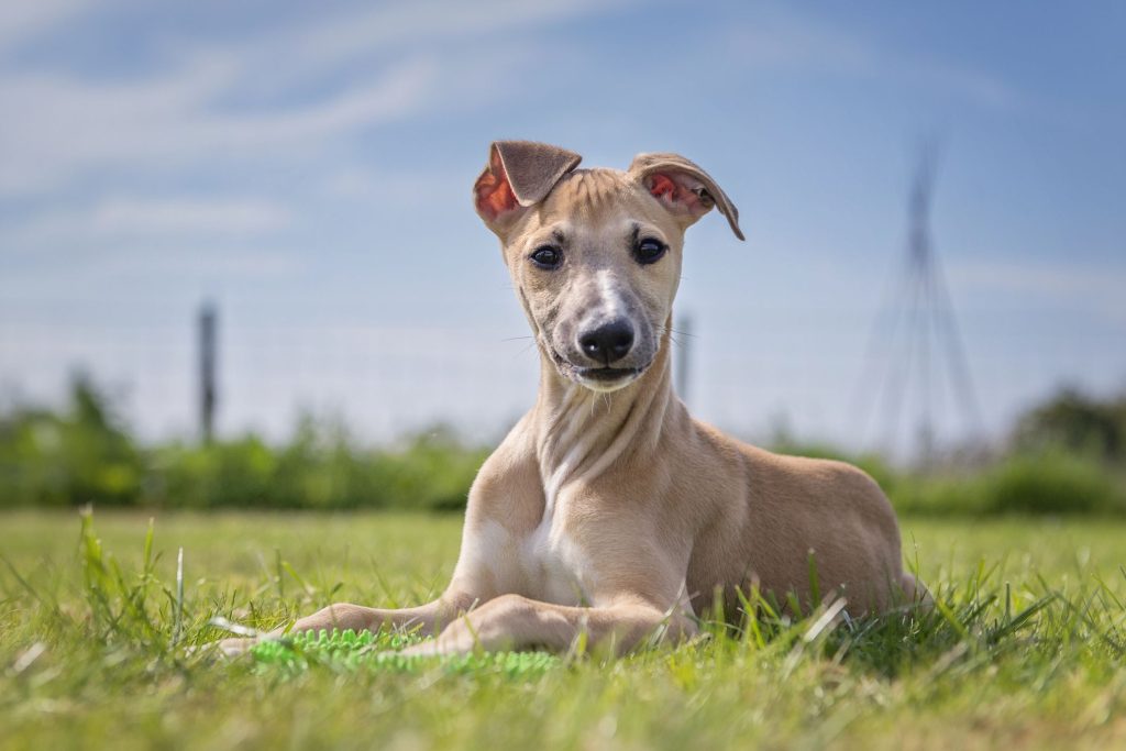 How to Take Care of a Whippet