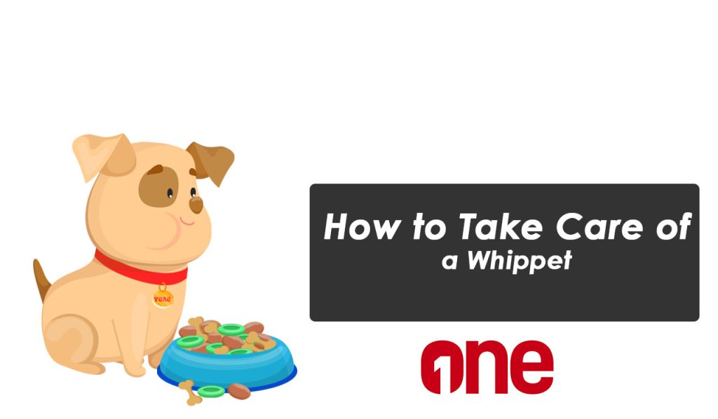 How to Take Care of a Whippet