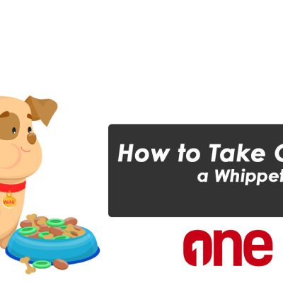 How to Take Care of a Whippet