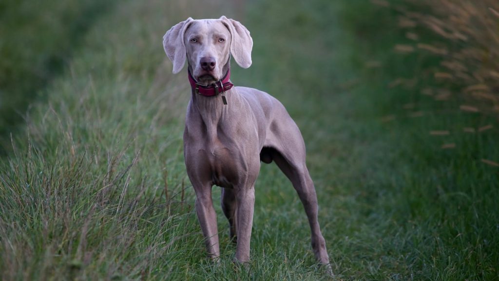 How to Take Care of a Weimaraner