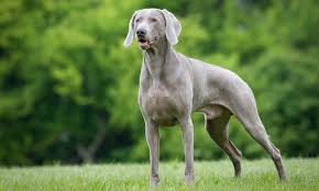 How to Take Care of a Weimaraner