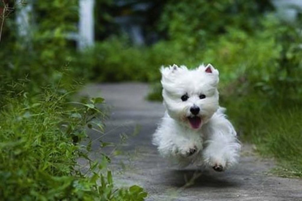 How to Take Care of a West Highland White Terrier
