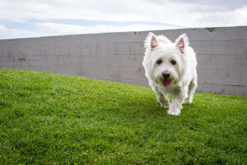How to Take Care of a West Highland White Terrier