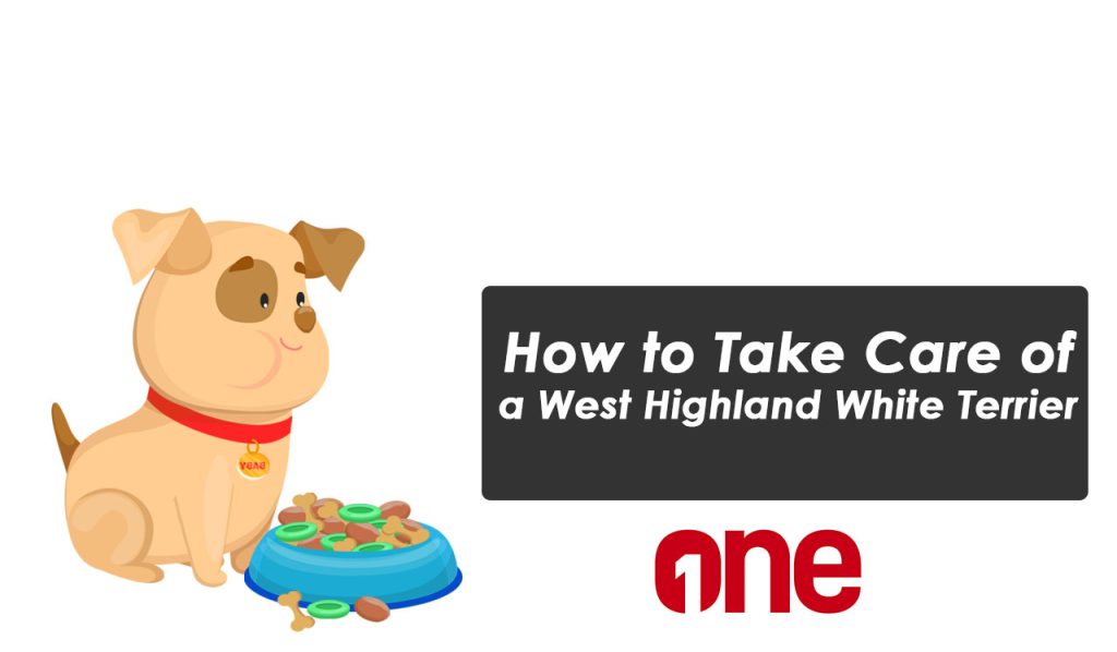 How to Take Care of a West Highland White Terrier