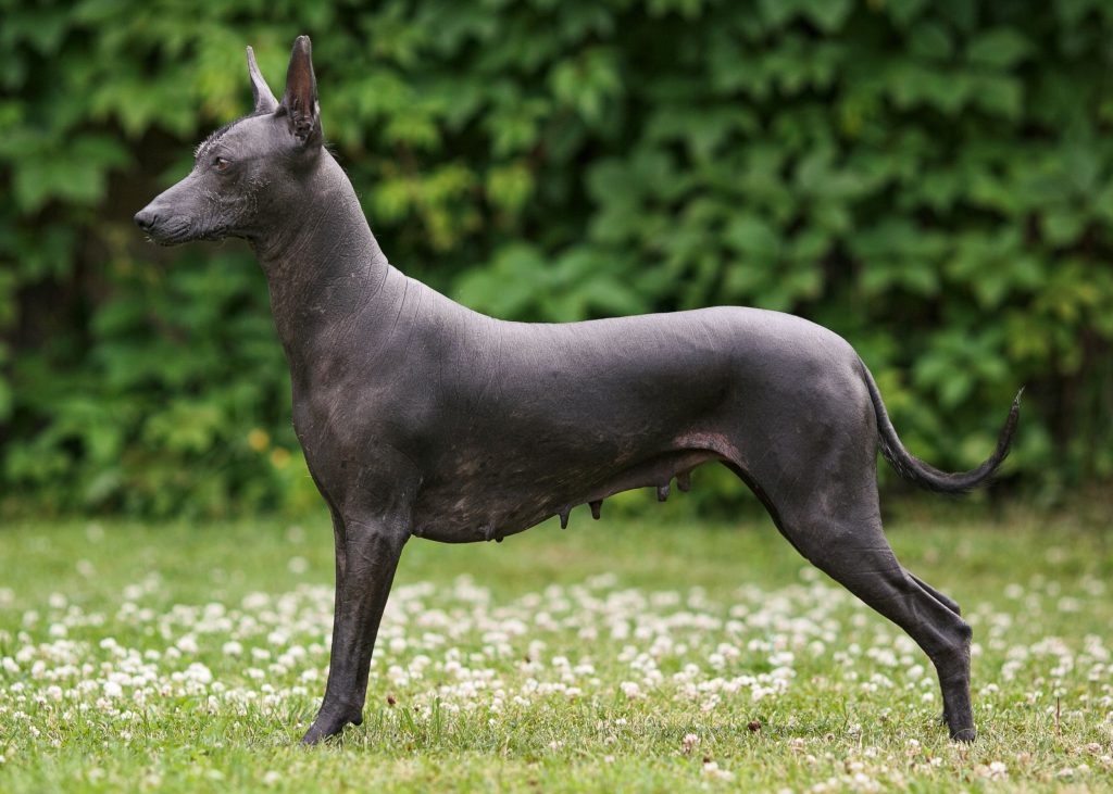 How to Take Care of an Xoloitzcuintli