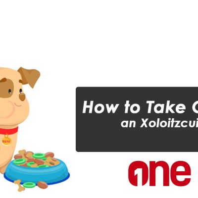 How to Take Care of an Xoloitzcuintli