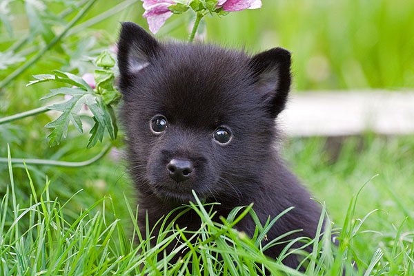 Decoding the Dietary Dilemma for Schipperke