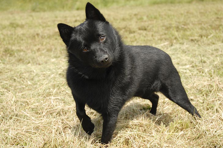 Decoding the Dietary Dilemma for Schipperke