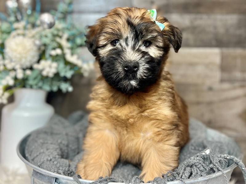 Decoding the Dietary Dilemma for Soft Coated Wheaten Terrier