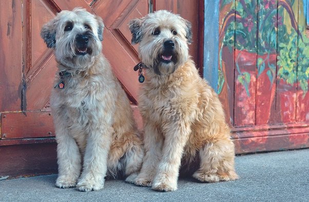 Decoding the Dietary Dilemma for Soft Coated Wheaten Terrier