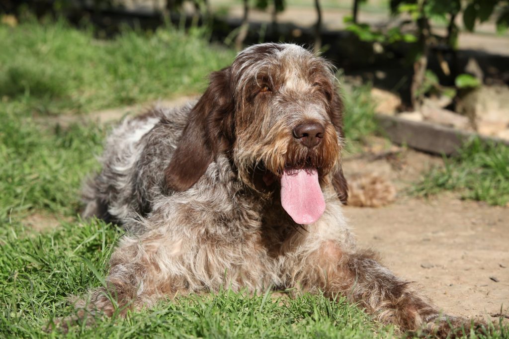 Decoding the Dietary Dilemma for Spinone Italiano