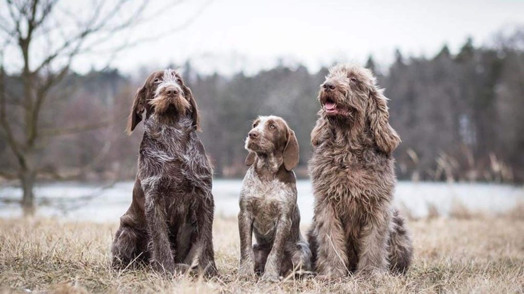 Decoding the Dietary Dilemma for Spinone Italiano