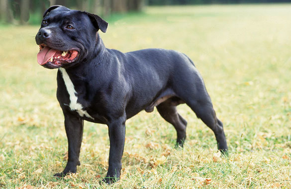 Decoding the Dietary Dilemma for Staffordshire Bull Terrier