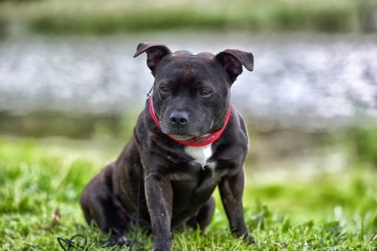 Decoding the Dietary Dilemma for Staffordshire Bull Terrier