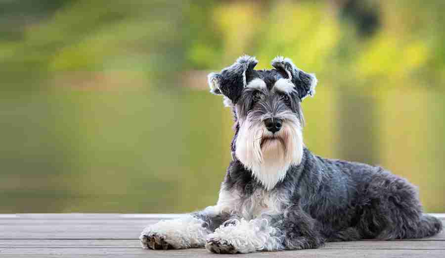 Decoding the Dietary Dilemma for Standard Schnauzer