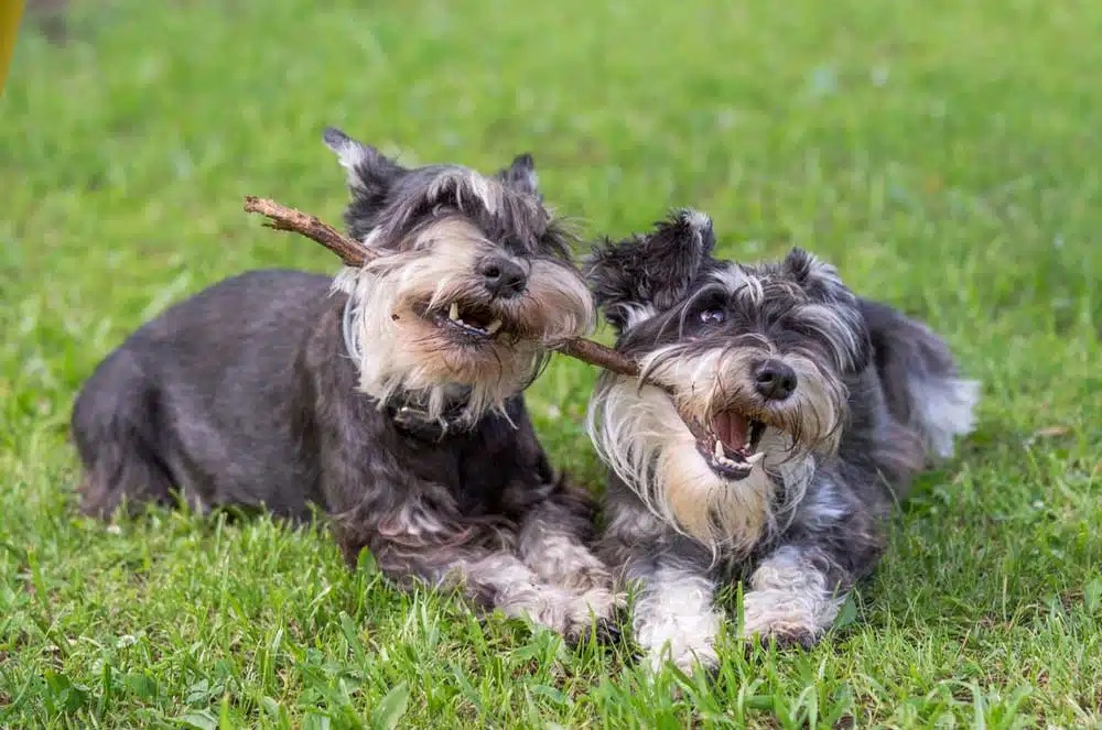 Decoding the Dietary Dilemma for Standard Schnauzer