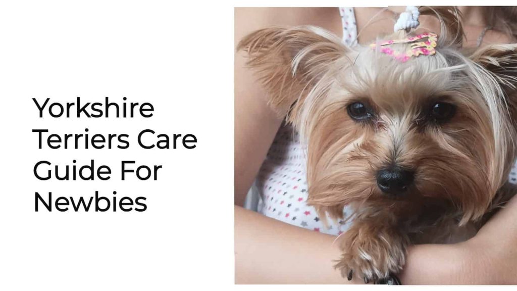 How to Take Care of a Yorkshire Terrier