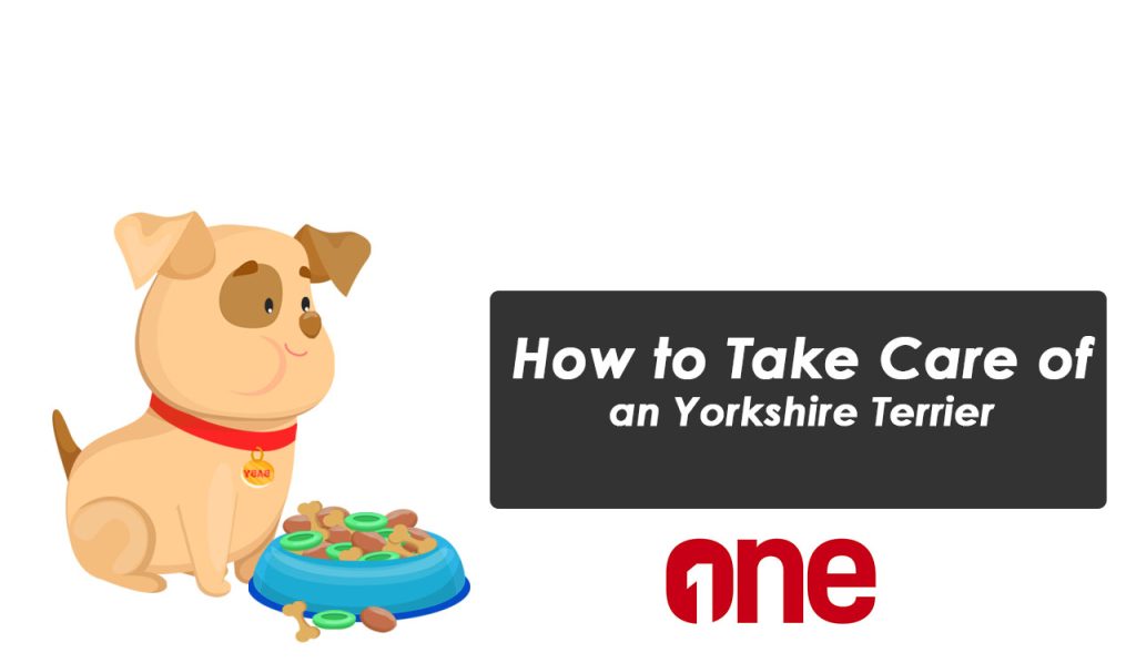 How to Take Care of an Yorkshire Terrier