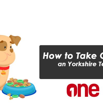How to Take Care of an Yorkshire Terrier