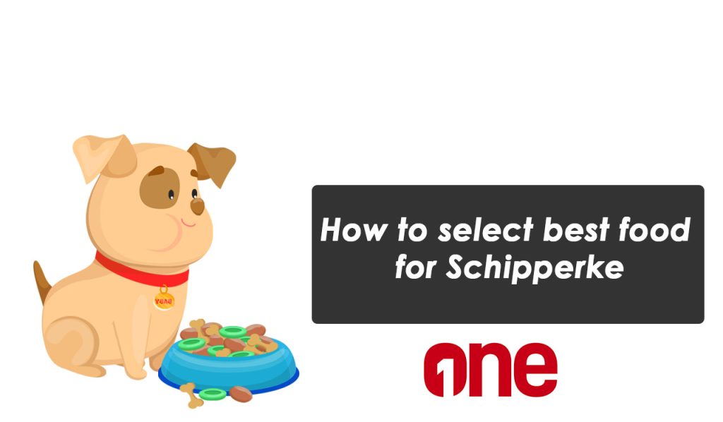 How to select best food for Schipperke