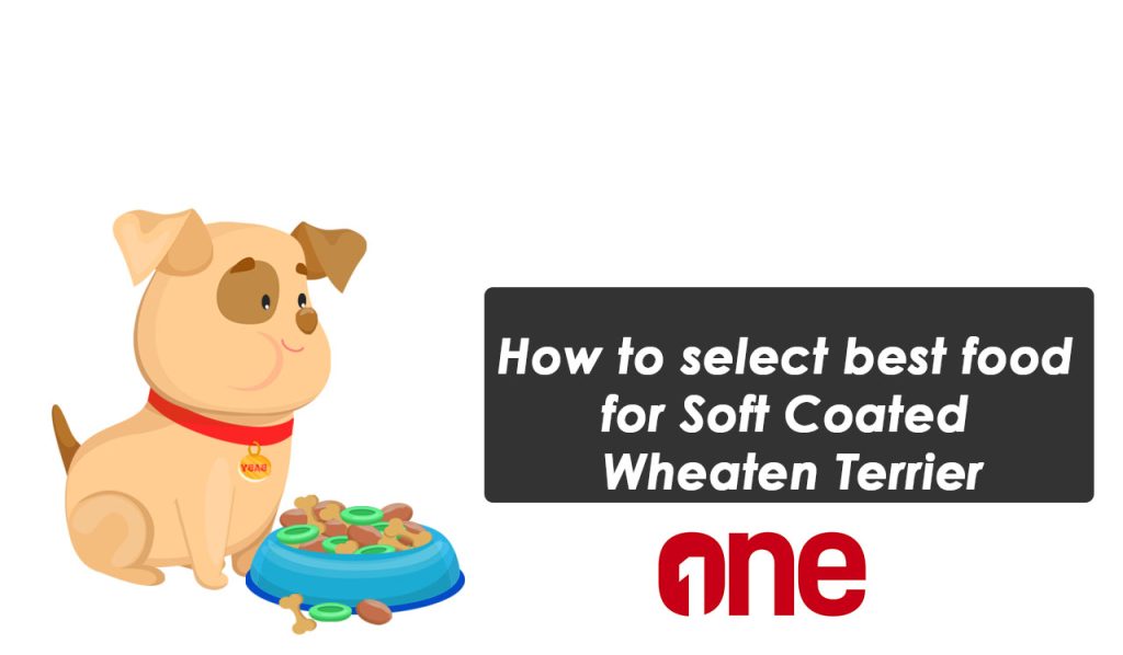 How to select best food for Soft Coated Wheaten Terrier