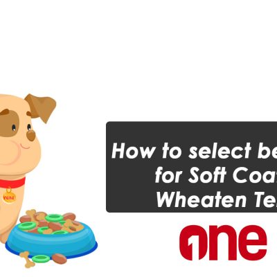 How to select best food for Soft Coated Wheaten Terrier