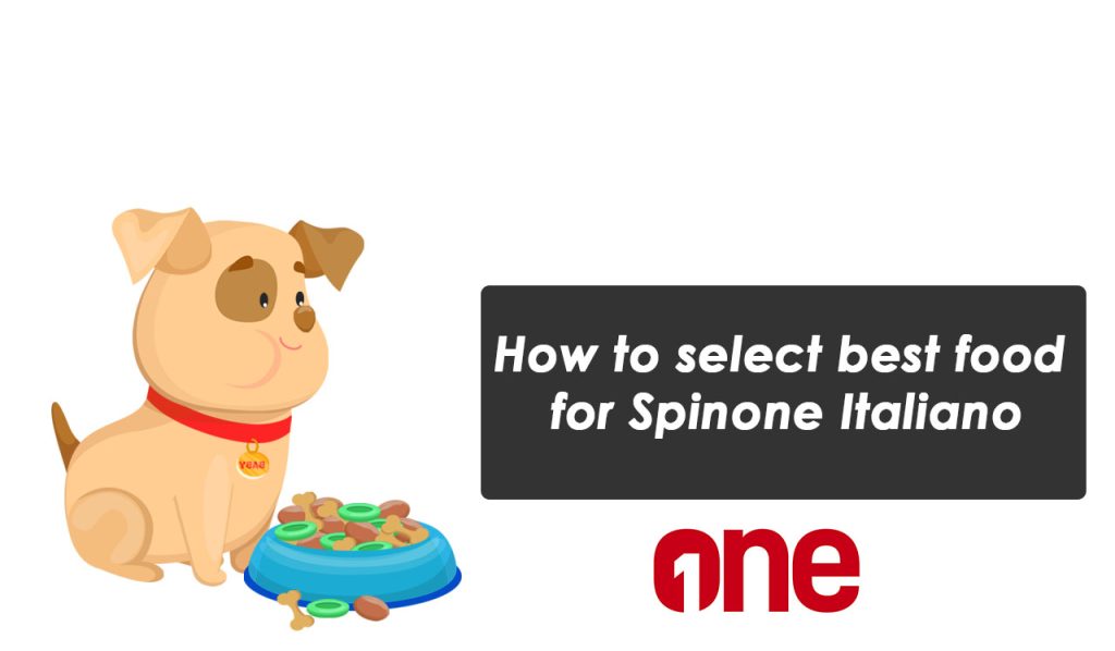 How to select best food for Spinone Italiano