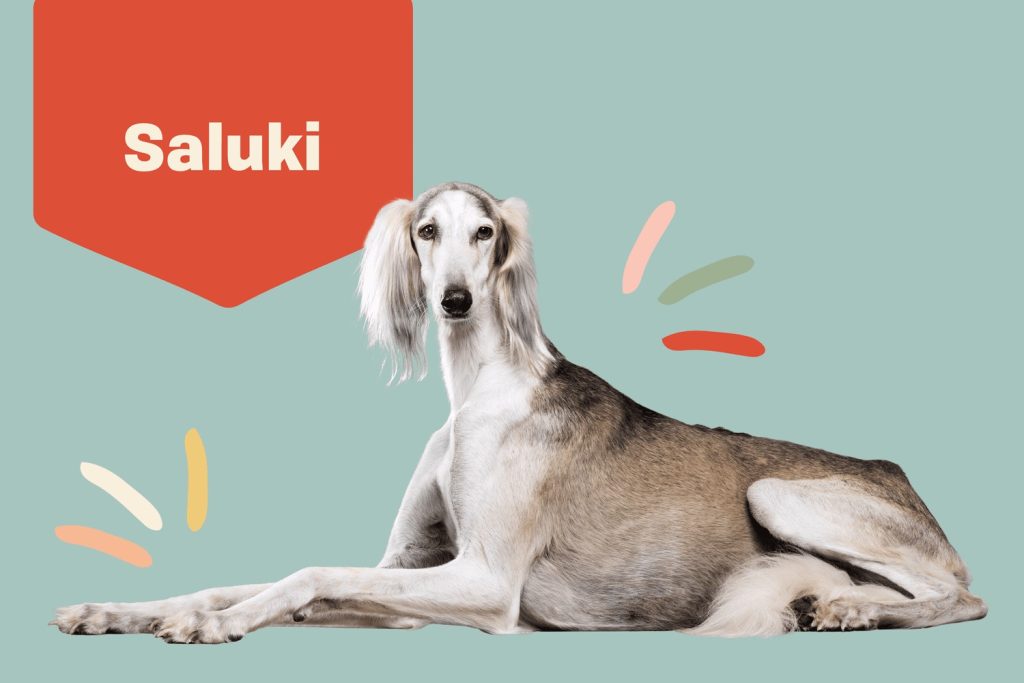 Saluki dog