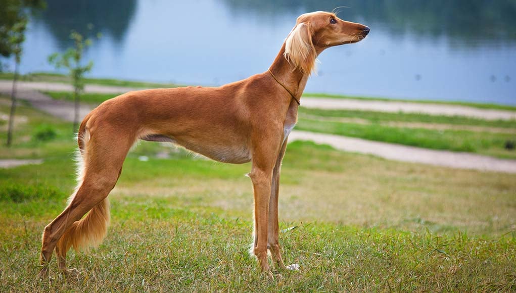 Saluki dog