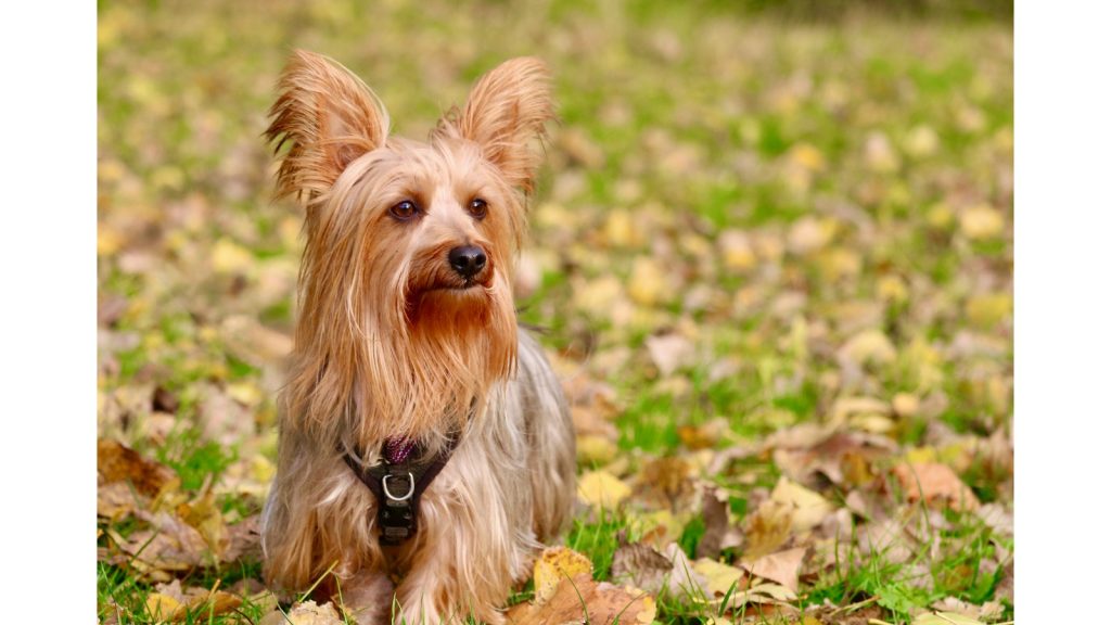 Silky Terrier dog