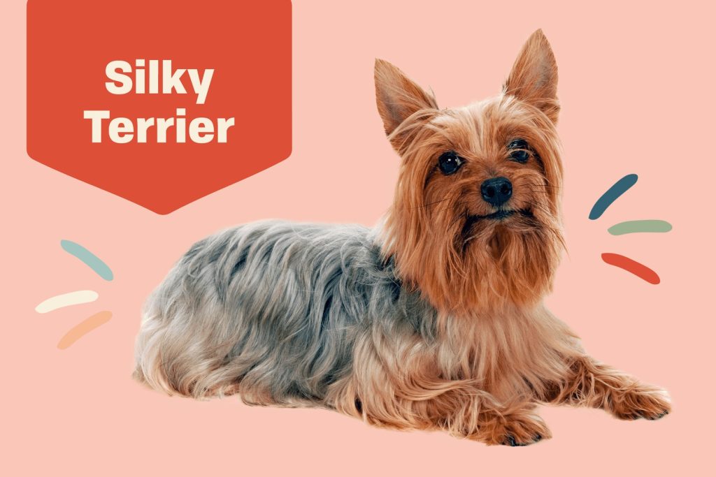 Silky Terrier dog