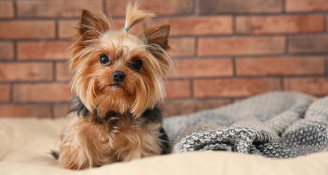 The Yorkshire Terrier: A Breed Like No Other