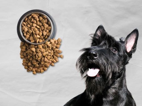 Decoding the Dietary Dilemma for Scottish Terrier