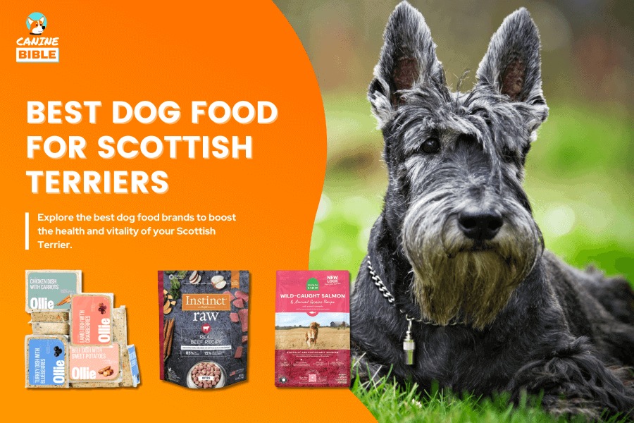 Decoding the Dietary Dilemma for Scottish Terrier