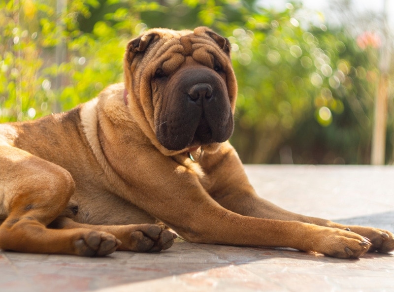 Decoding the Dietary Dilemma for Shar-Pei