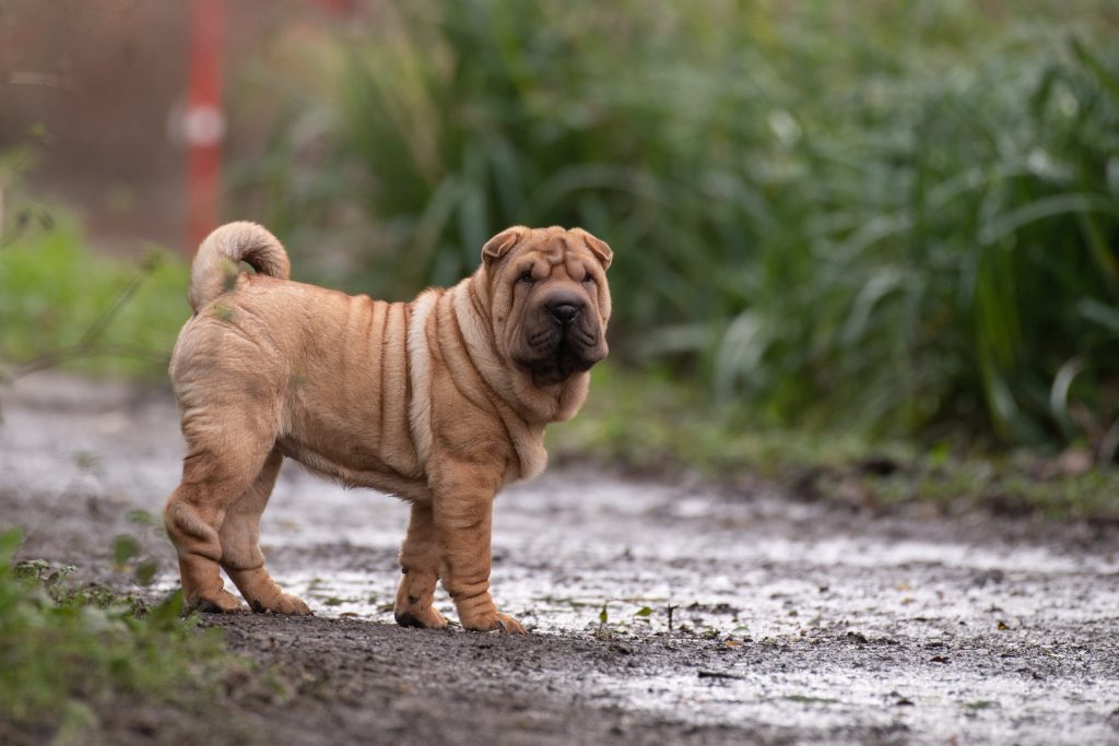 Decoding the Dietary Dilemma for Shar-Pei