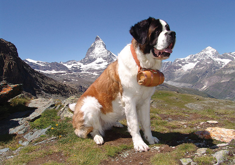 Decoding the Dietary Dilemma for St. Bernard