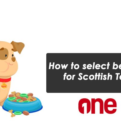 How to select best food for Scottish Terrier